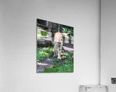 Mountain Lion Acrylic Print