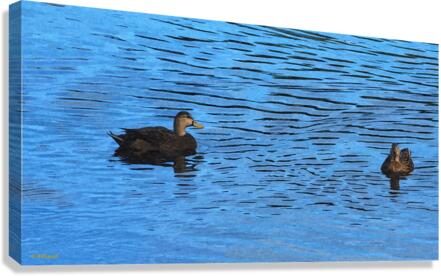 Ducks on a Pond Canvas Print