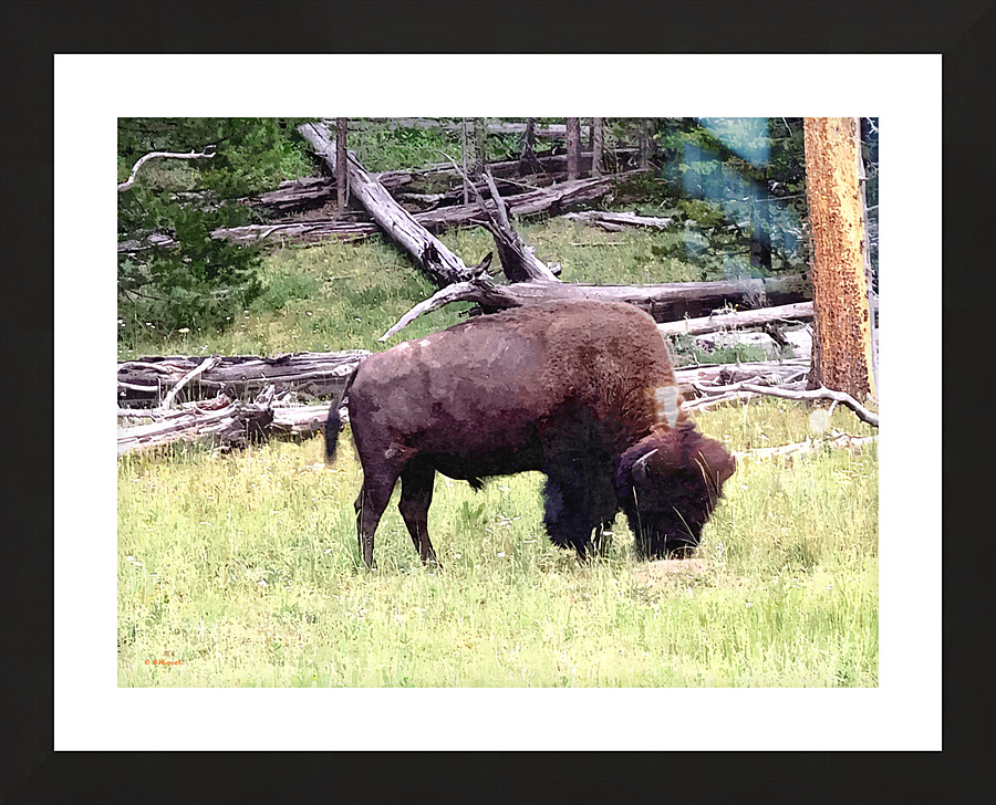Buffalo Grazing Picture Frame print