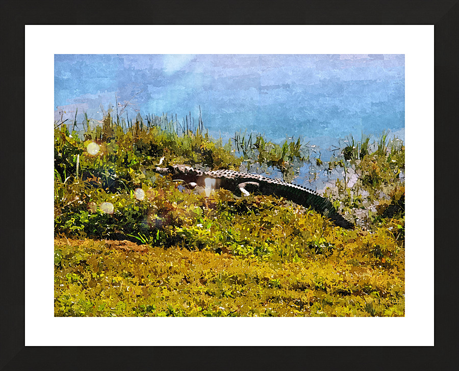 Alligator Sunning Picture Frame print