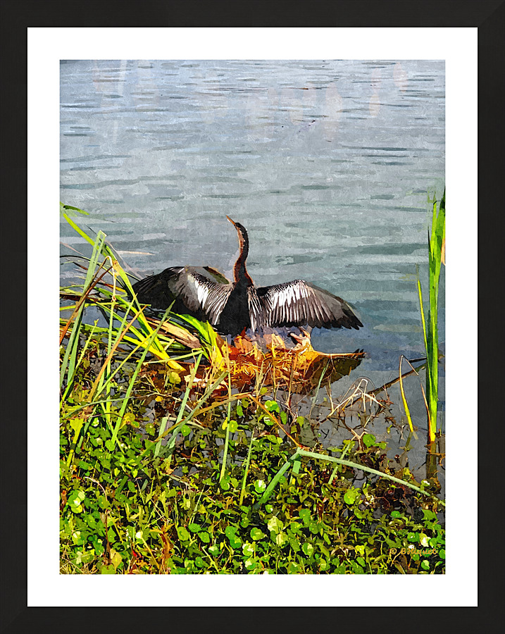 Anhinga Spreading Wings Picture Frame print