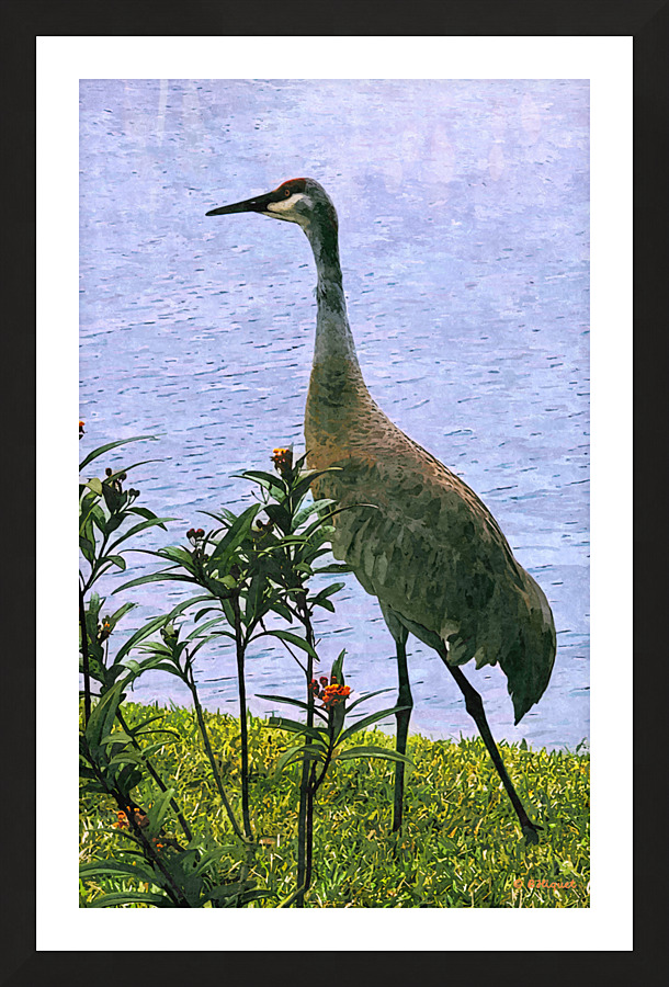 Crane by Pond Picture Frame print