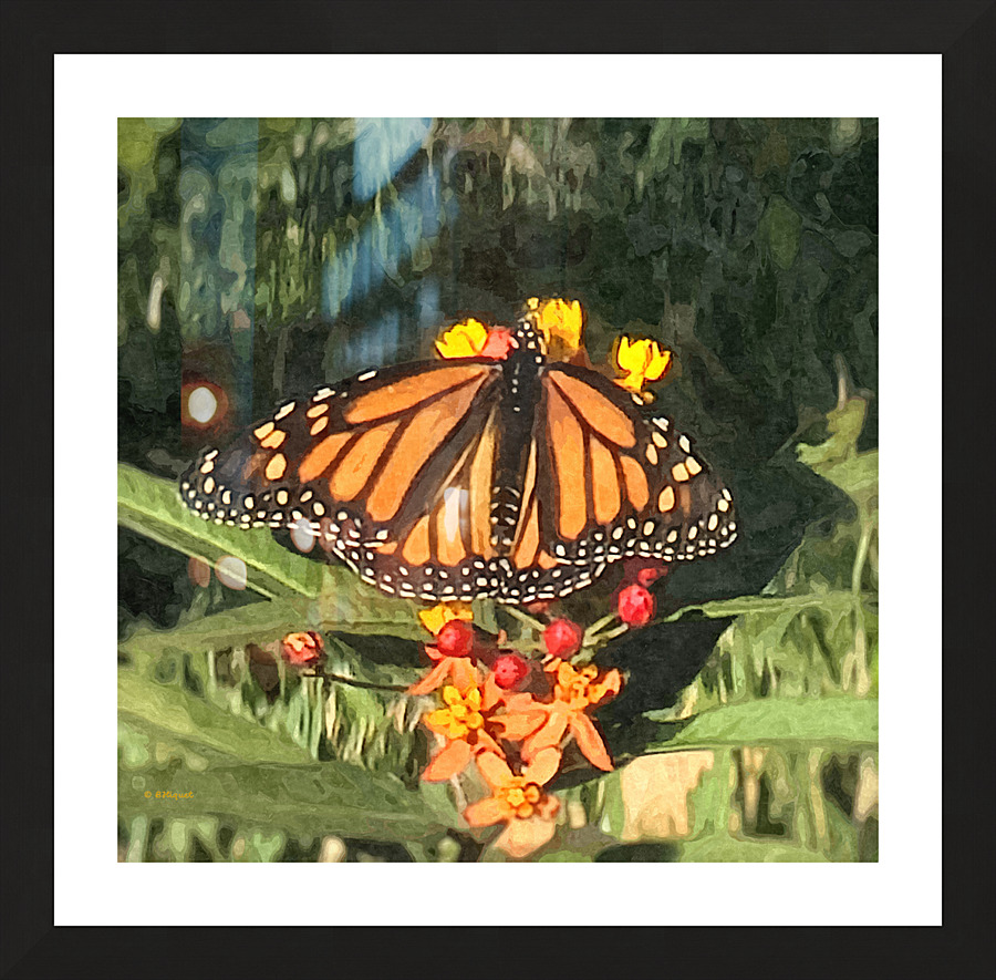 Monarch Butterfly Picture Frame print