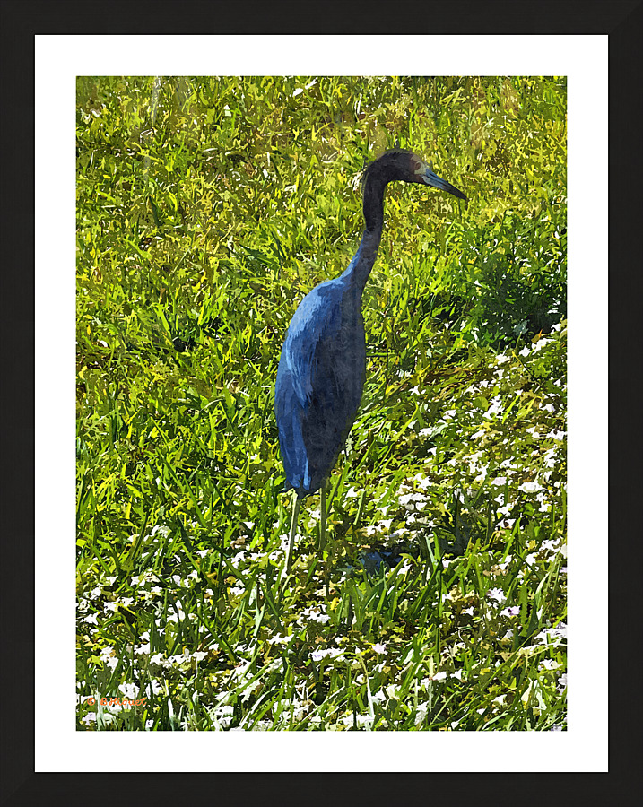 Tropical Bird Picture Frame print