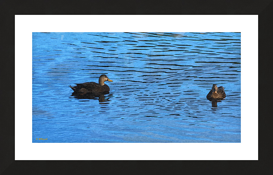 Ducks on a Pond Picture Frame print