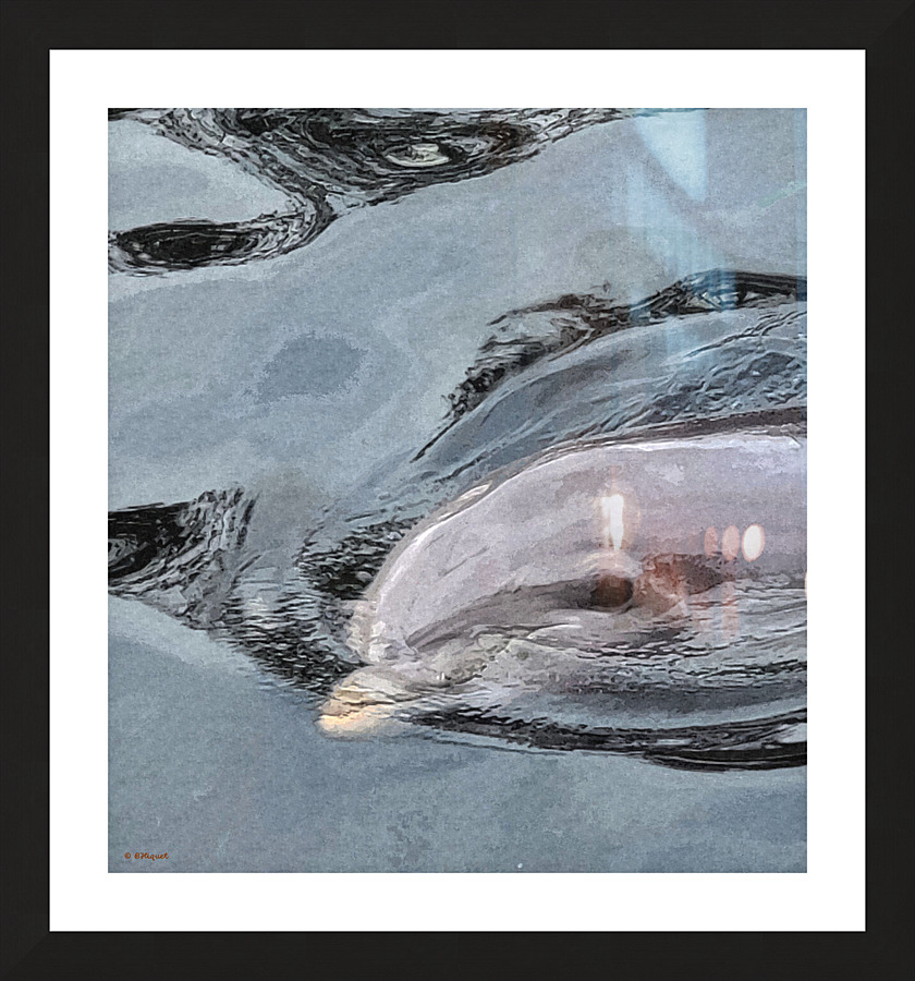 Dolphin  Picture Frame print