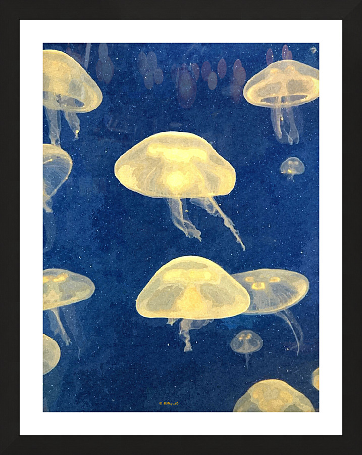 JellyFish Picture Frame print