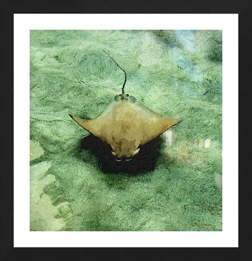Stingray Picture Frame print