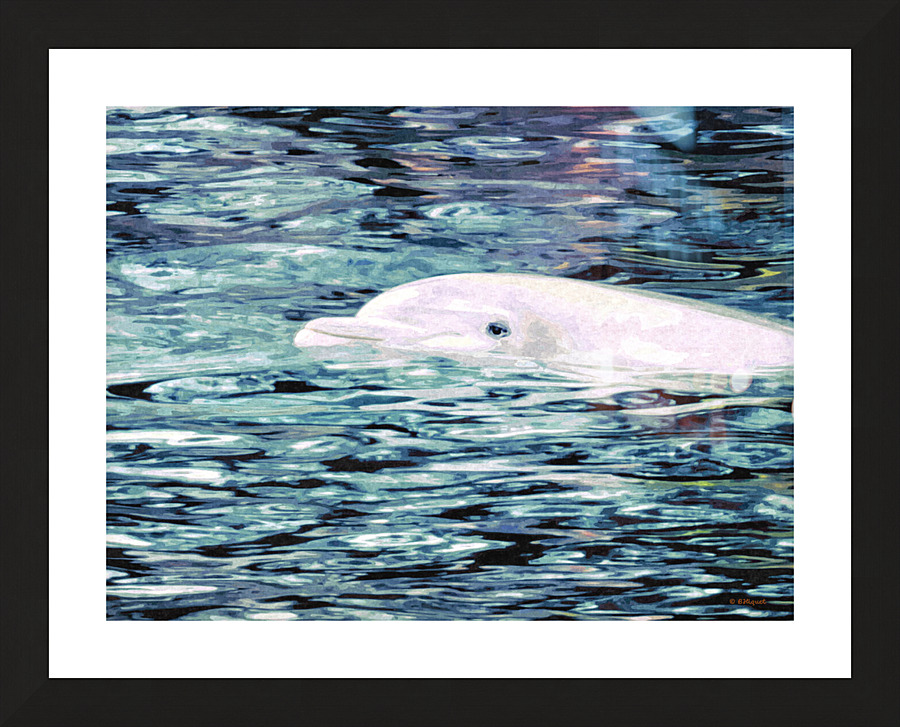 Dolphin 2 Picture Frame print
