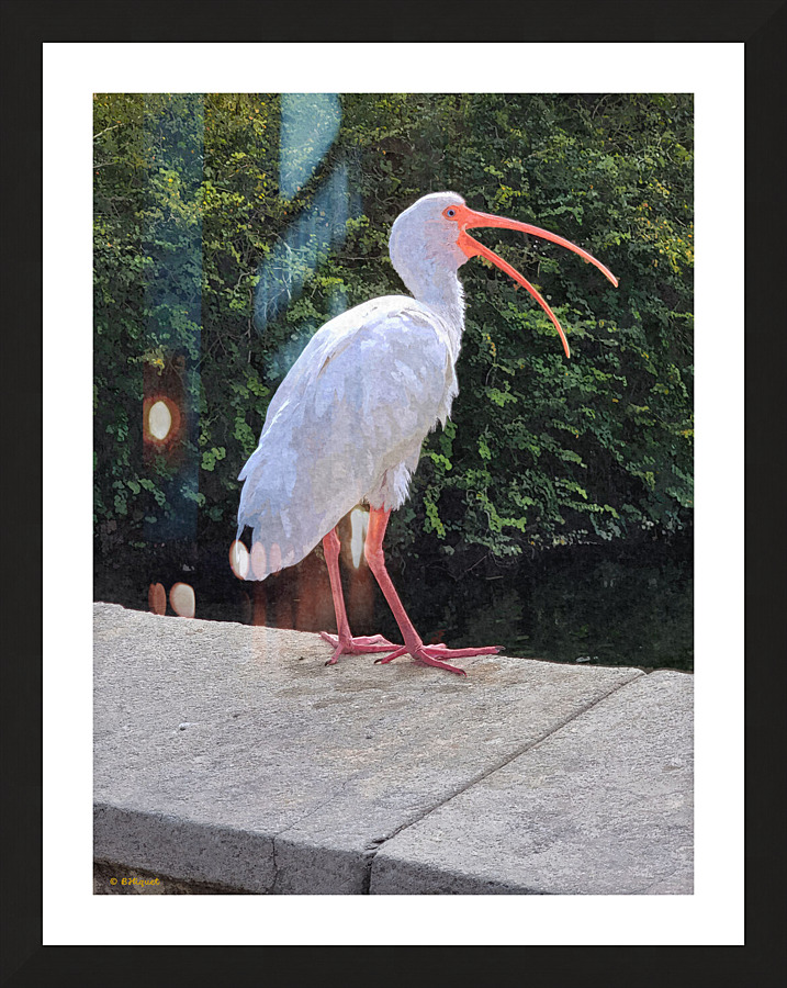 White Ibis Picture Frame print