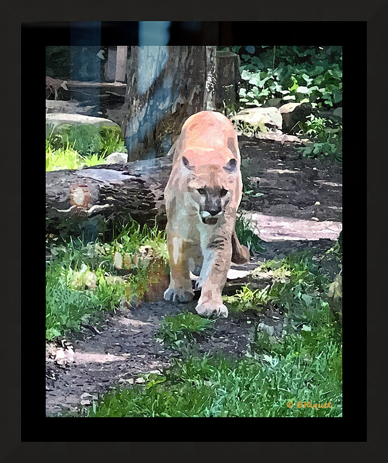 Mountain Lion Picture Frame print