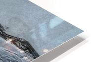 Dolphin  HD Metal print