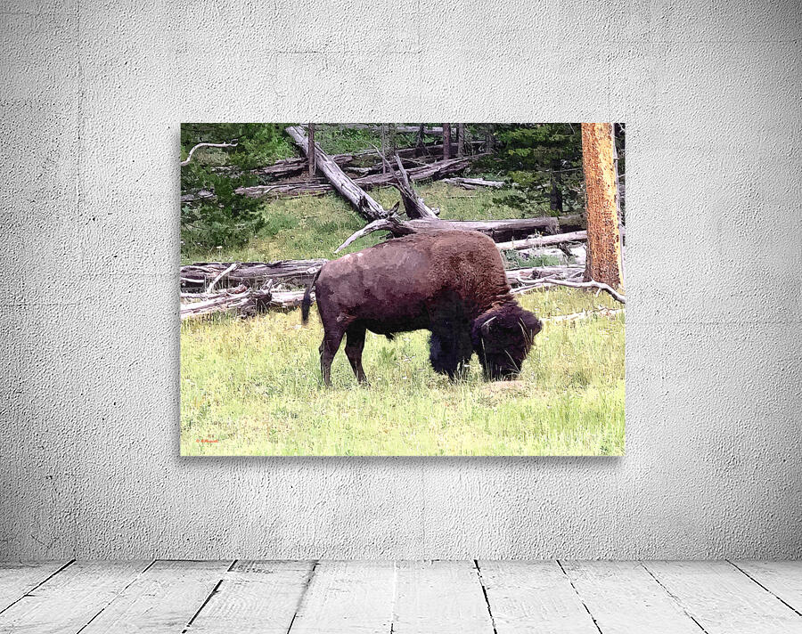 Buffalo Grazing Wall Preview