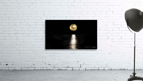 Seagull in Moon Wall Preview