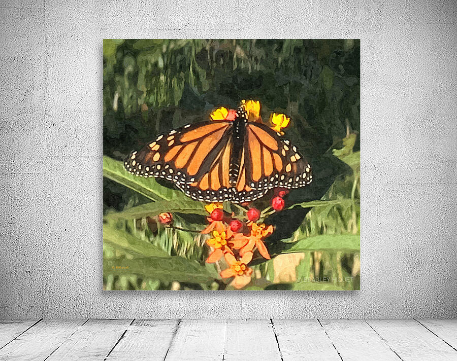 Monarch Butterfly Wall Preview