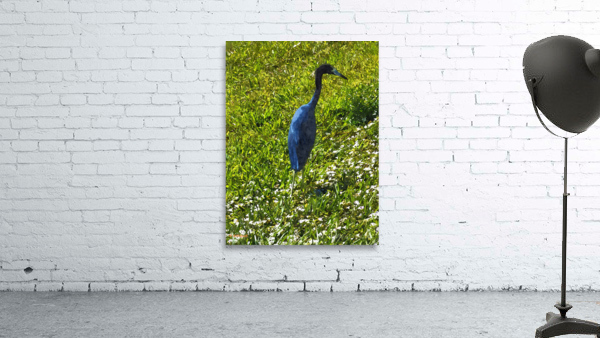Tropical Bird Wall Preview