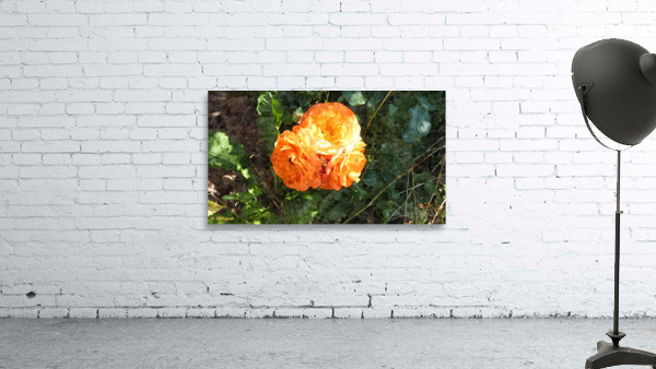 Orange Flower Wall Preview