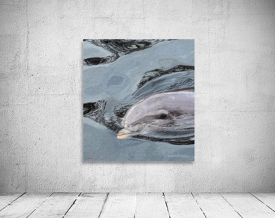 Dolphin  Wall Preview
