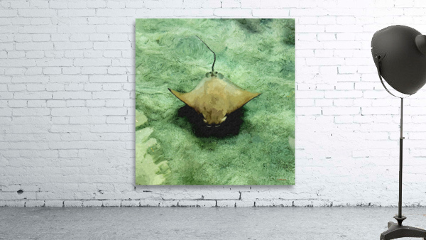 Stingray Wall Preview