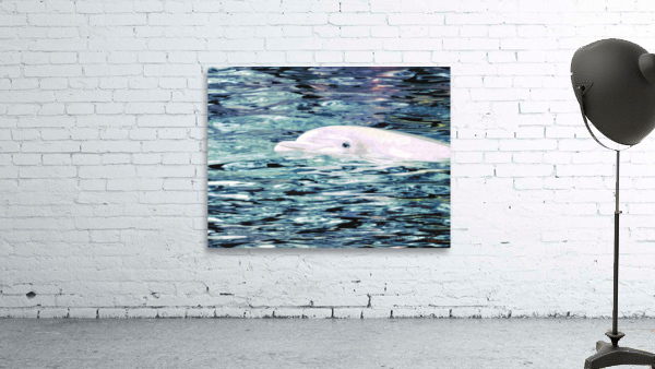 Dolphin 2 Wall Preview