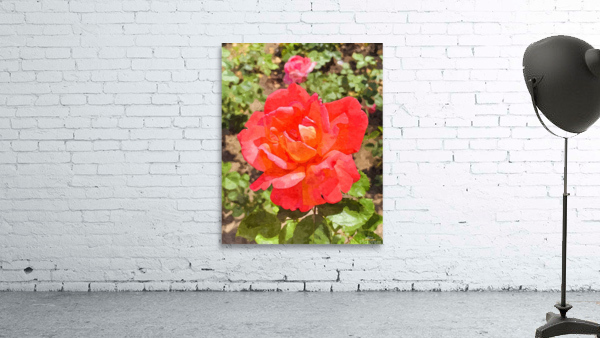 Single Rose Wall Preview