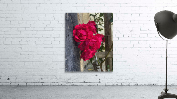 Red Roses Wall Preview