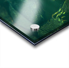 Turtles  Acrylic print