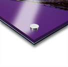 Dragonfly Staring Contest Acrylic print