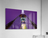 Dragonfly Staring Contest Acrylic Print