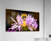 Staring Contest Acrylic Print