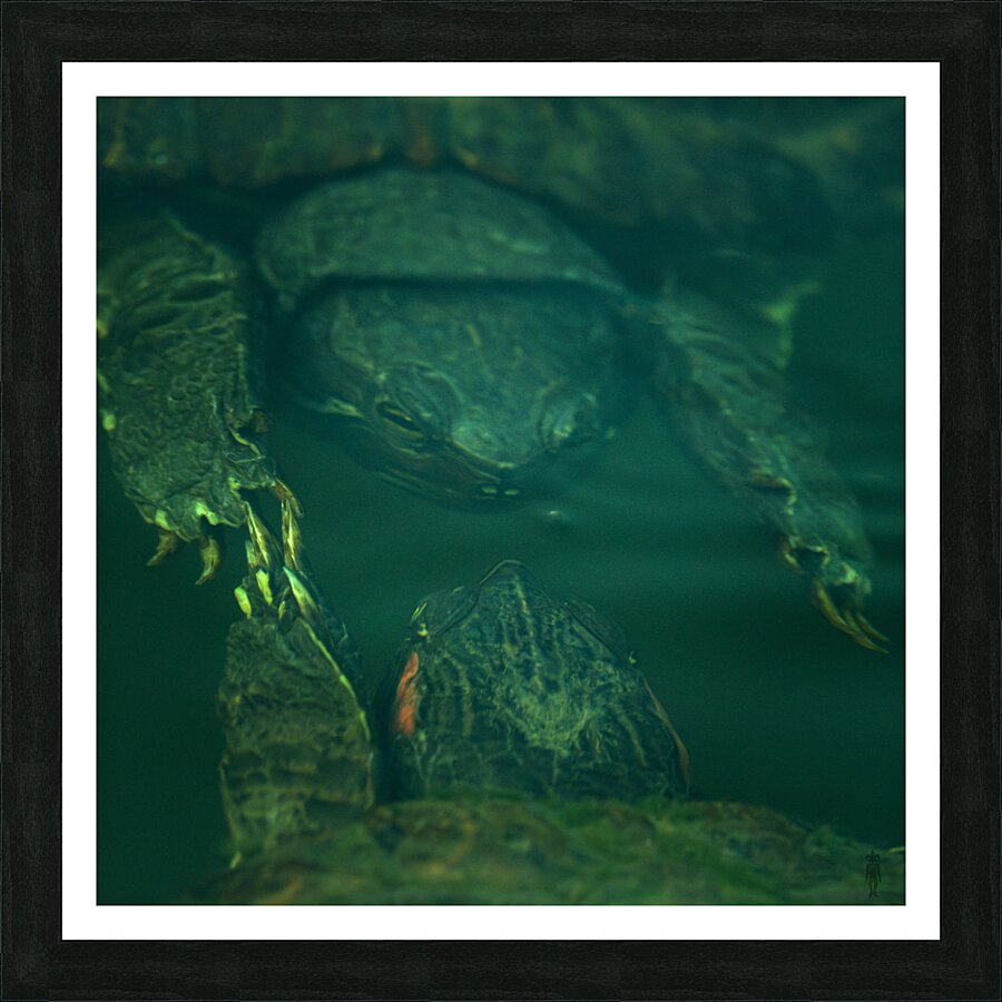 Turtles  Picture Frame print