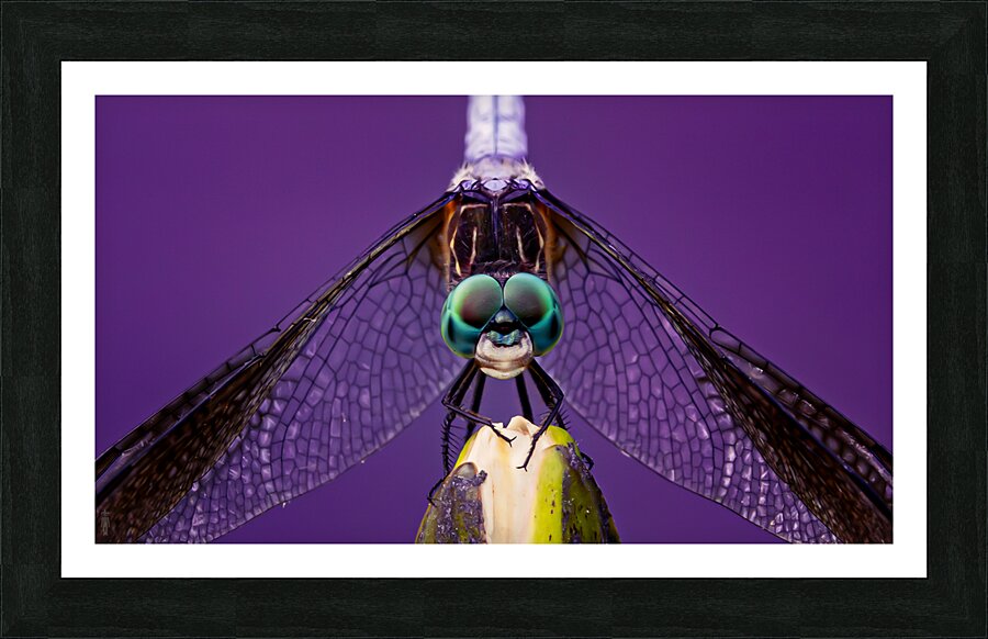 Dragonfly Staring Contest Picture Frame print