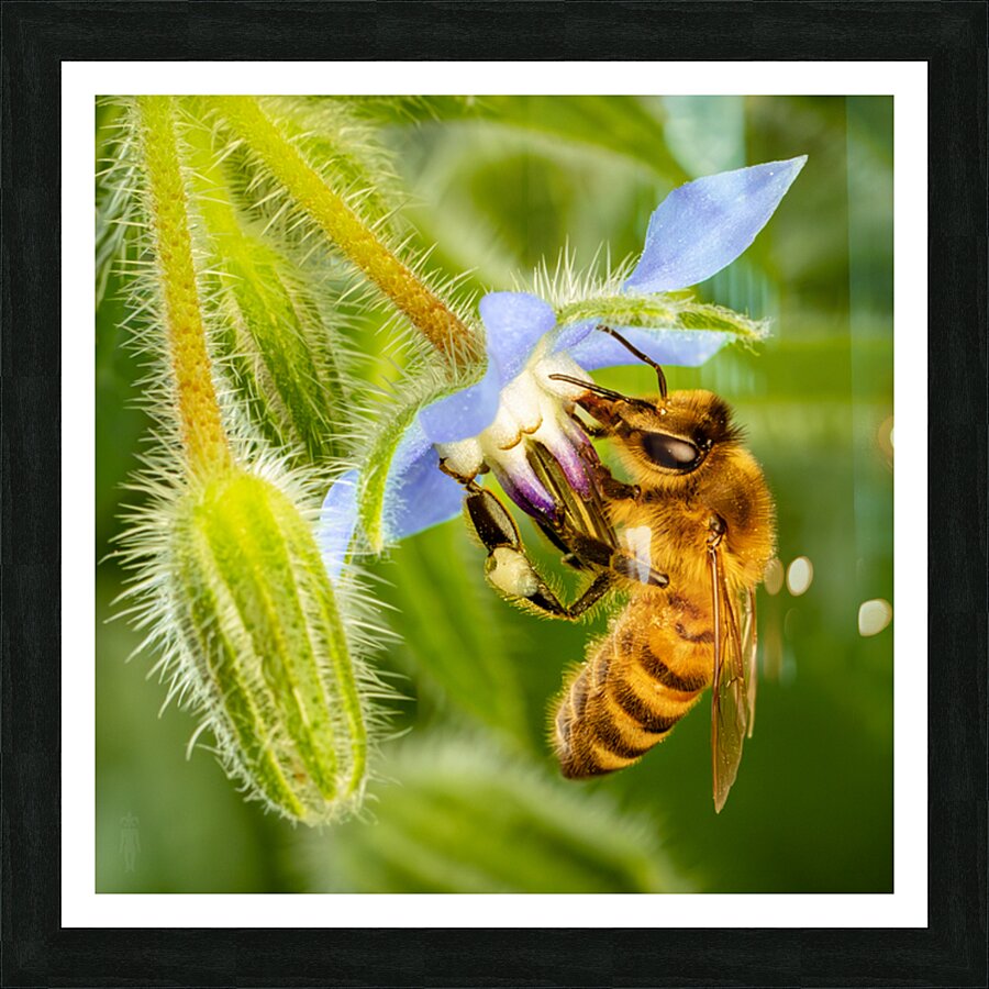 Bee Drinking From Star Picture Frame print