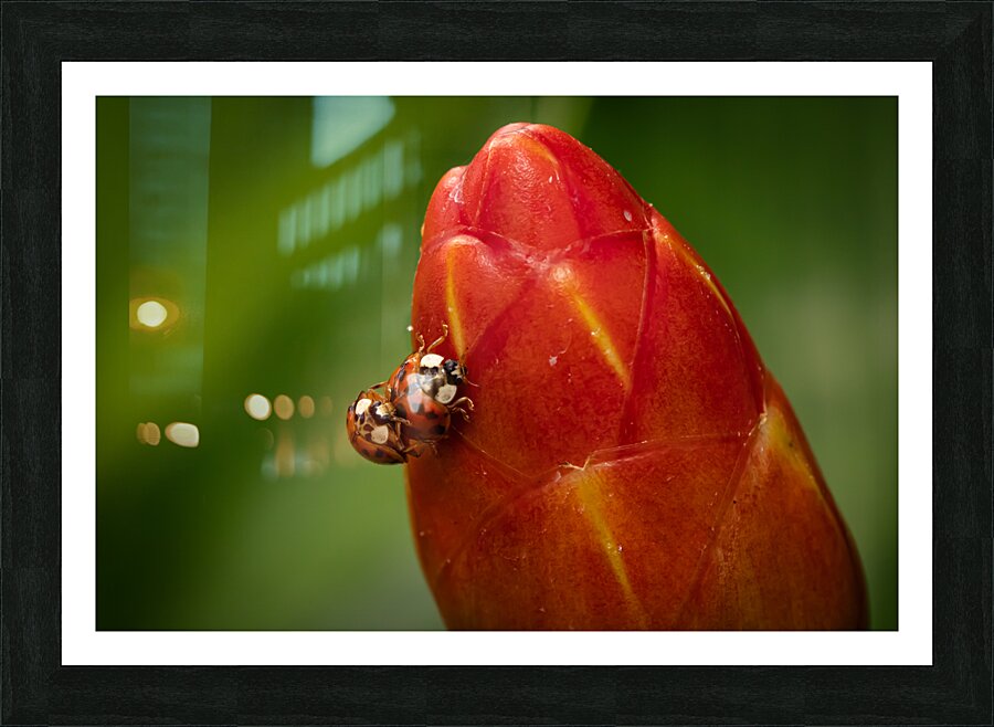 Ladybugs Picture Frame print