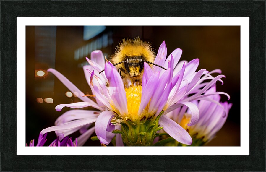 Staring Contest Picture Frame print