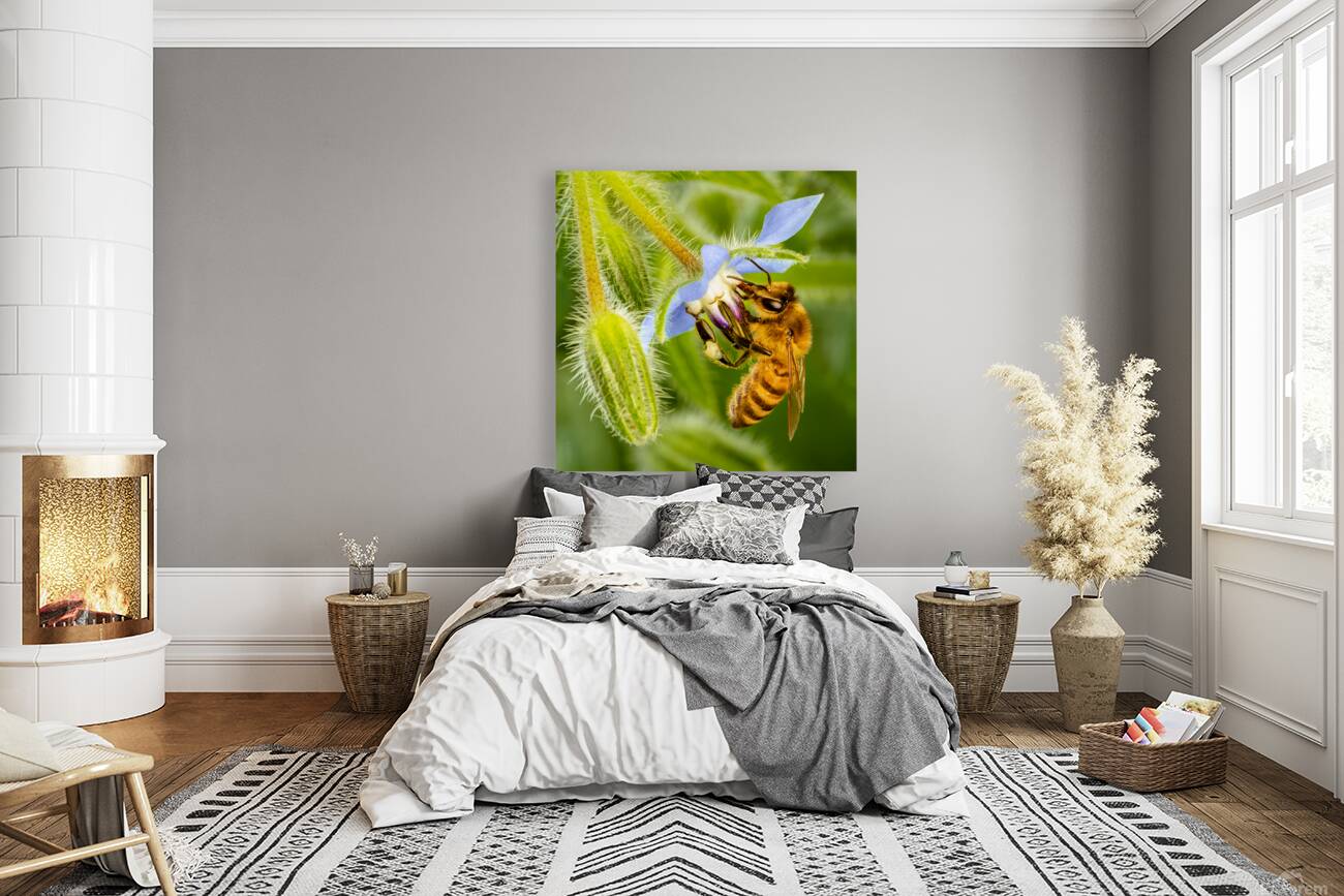 Bee Drinking From Star Reproduction