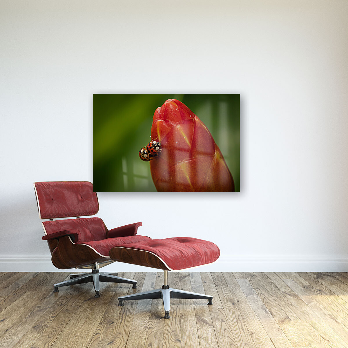 Ladybugs Reproduction