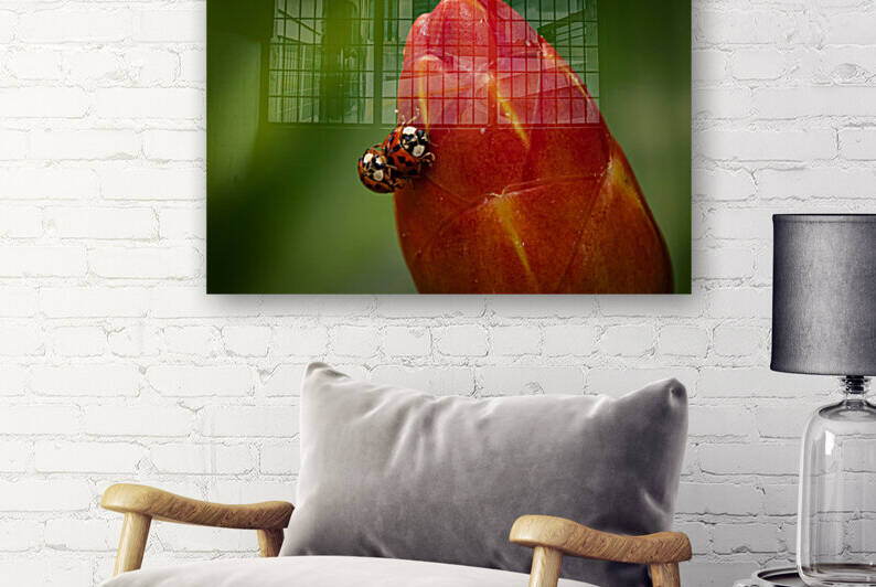 Ladybugs by Paul Punzo