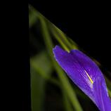 Swamp Iris HD Metal print
