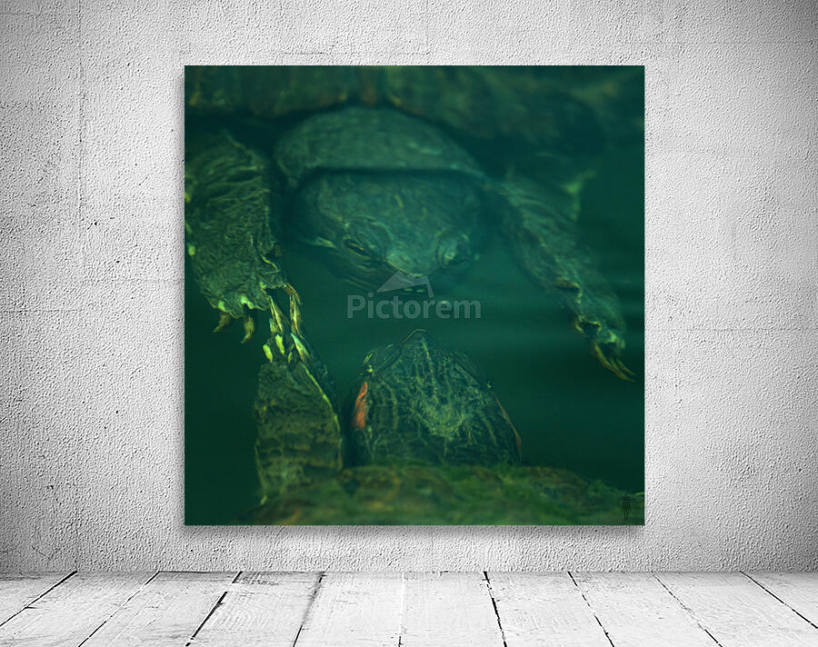 Turtles  Wall Preview