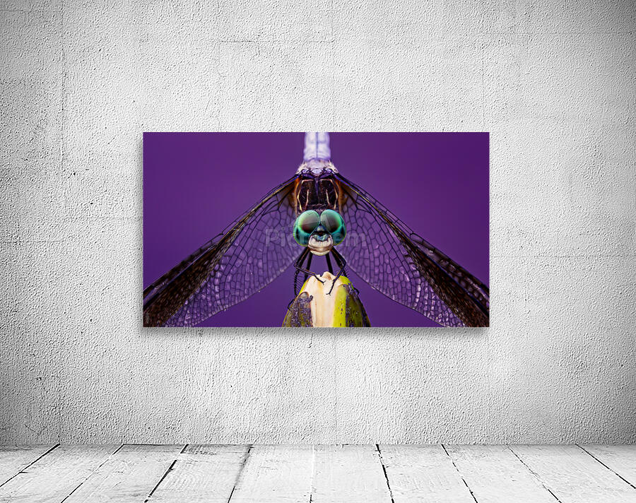 Dragonfly Staring Contest Wall Preview