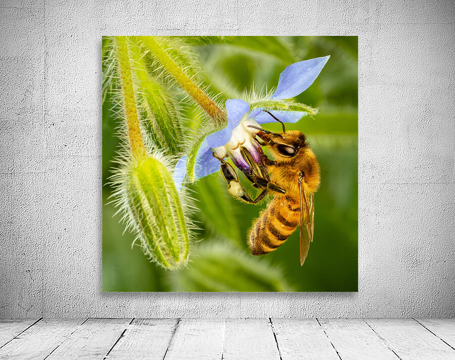 Bee Drinking From Star Wall Preview