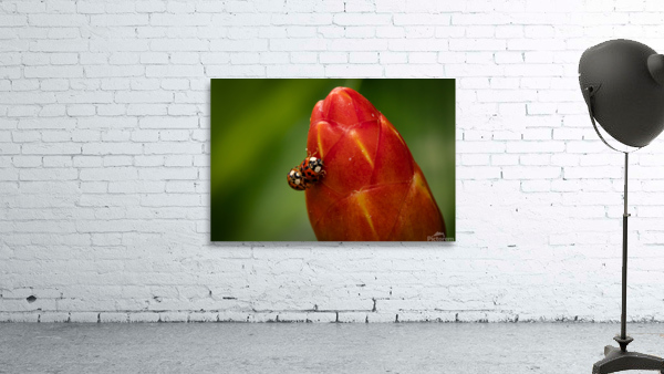 Ladybugs Wall Preview