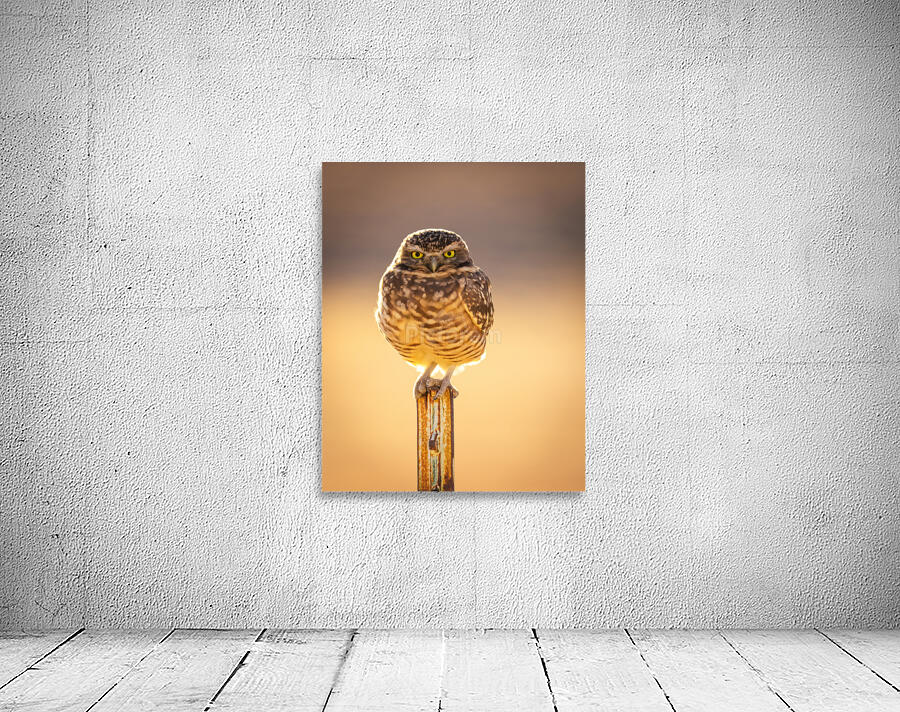Burrowing Owl  Wall Preview