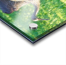 IMG 2112Limpkins Acrylic print