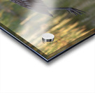 IMG 2120FlyingLimpkin Acrylic print