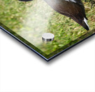 IMG 2263Moorhen Acrylic print