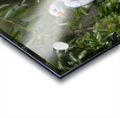 IMG 2453WhiteHeronAndChicks24x30 Acrylic print