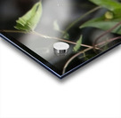 IMG 2899ButterFly Acrylic print