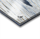 IMG 2945Gator Acrylic print